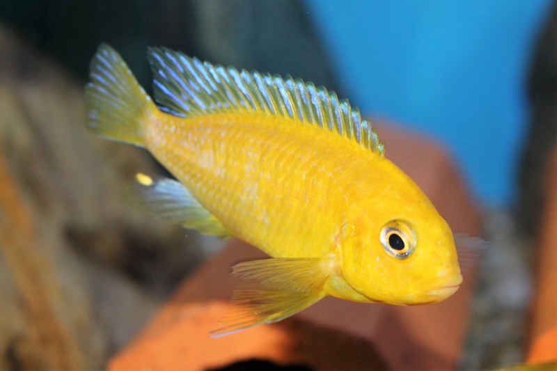 Tropheops sp. 'macrophthalmus chitimba' Chitimba Bay Deep